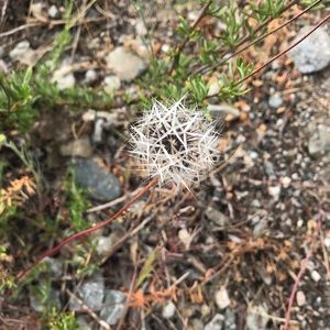 Meet your Posher, Nataly